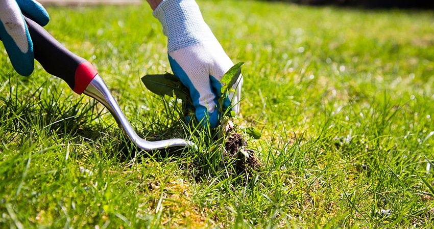 Professional Weed Control Company