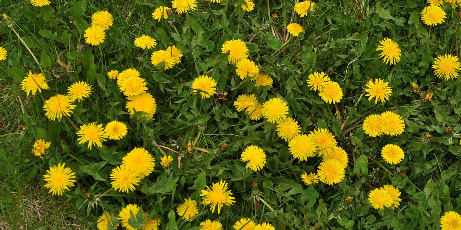 Get Rid of Dandelions