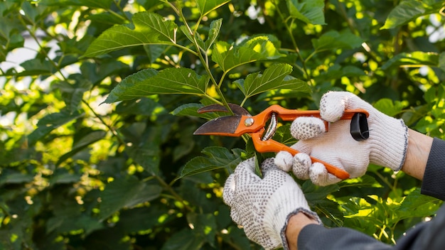 Keep Your Landscape in Top Shape with Professional Landscape Maintenance Services