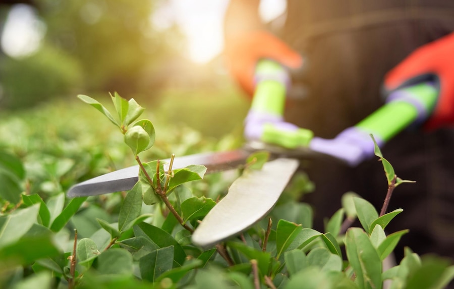 Keep Your Landscape in Top Shape with Professional Landscape Maintenance Services